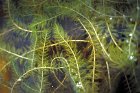 Eurasian watermilfoil is an invasive plant, transported into Spy Pond via moving boats.