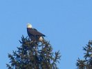 Eagles spotted on pond ice and in trees near Spy Pond Park this winter early in the year were reportedly nesting in the area.