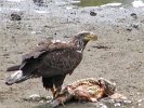 An eagle chowed down on carp.