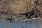 Double-crested cormorants