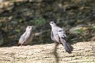 John Sharp spotted these Gray catbirds while leading a May bird walk in the park