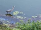 A great blue heron waded and fished in Spy Pond in the early morning sun in late July