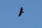 A mature bald eagle swooped above to delight those assembled for the bird walk
