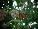 A beautiful monarch butterfly reached down to extract nectar from a Joe Pye-Weed in the Park overlooking Spy Pond.