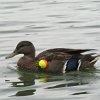 Duck with a fishing bobble stuck around its wing.