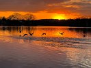 Geese at sunset over Spy Pond