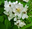 Blooming park! Even after the lilacs and crabapple blossoms were gone, Spy Pond Park was still full of flowers in early June – Multifloral Rose (invasive) here and more than a dozen species, some of which follow.