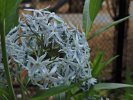 Eastern Bluestar