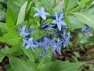 Eastern Bluestar