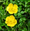 Buttercups