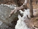 Ice formations stand guard along the edge of Spy Pond.