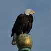 This eagle, the female of the pair nesting in Mt. Pleasant Cemetery, has been perching regularly on the steeple of Calvary Methodist Church on Linwood Street, one block from SPP.