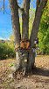 Many on the Minuteman Trail stopped at Peggy Fenner’s whimsical fairy house to write letters to fairies. They put their messages in the box on this tree overlooking the path through the park.