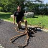 Brian W. managed to take out a 5” wide mulberry stump in pieces on July 27.  We put it together, like a puzzle, and the roots spanned roughly six feet!