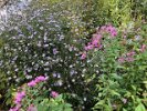 Woods Pink and Pink Crush New England Asters