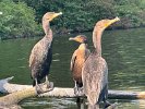 Spy Pond is rich in cormorants.