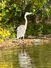 Great blue herons are amazing!