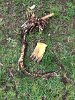 Mulberry roots removed from SPP planting beds