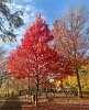 Winter leaves the park quiet and colorless, but memories of autumn’s brilliant maples, willows, and birches brighten the cold days. Soon, spring buds will return and fill the park with color once again.