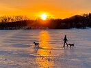 Paw friends took a stroll on frozen Spy Pond.