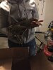 Laura Kiesel spent hours last October rescuing this juvenile, black-crowned night heron at Spy Pond, untangling the unfortunate bird from discarded fishing line.