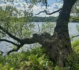 Willow horizontal branch