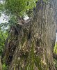 Willow trunk holes, good hiding and nesting spaces