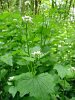 Invasive Garlic Mustard