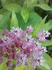 Swamp milkweed, a plant toxic to dogs, but host for monarch butterflies and nectar source
