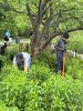 FSPP’s weed rooter came in handy for removing some prolific invasive root systems.