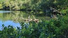 A blue heron watched People Making a Difference® trimming the bushes so visitors could see him.