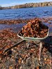 As they carted the wheelbarrows full of leaves to the bikepath embankment, the ground at Linwood Beach became visible again.