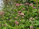 Monarch Butterfly on Joe-Pye weed at the Park