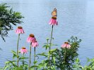So lovely Monarch Butterfly also on Echinacea (cone flower)