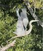 Great blue heron flying across Spy Pond