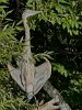 Great blue heron sitting by Spy Pond