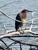 Green heron looking for fish in Spy Pond