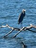 Blue heron on a snag