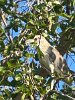 Heron that's probably a juvenile night heron