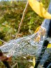 Spiders were busy spinning their webs in October.