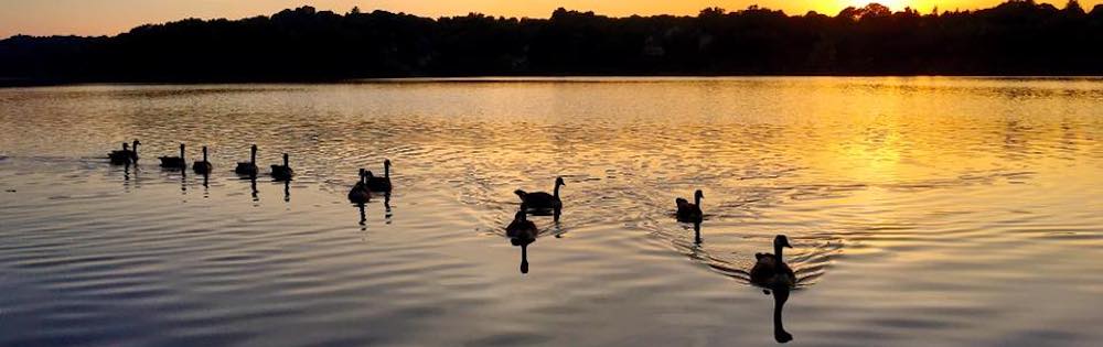 slide photo 3 - geese and ducks on pond at sunset